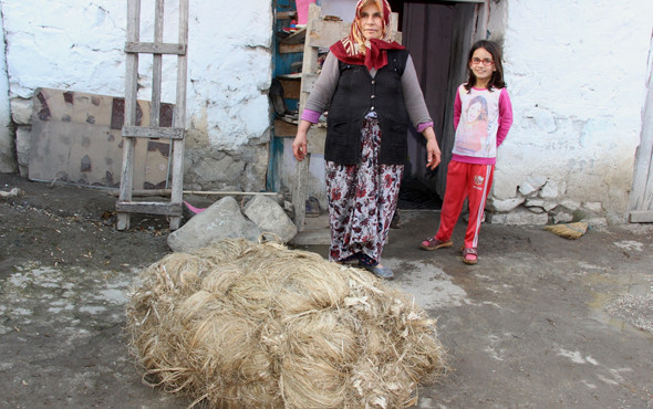 Cumhurbaşkanı söylemeden Amerikalılar incelemiş! Kenevirde dünya markası olacak - Resim: 1