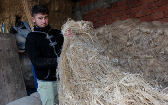 Cumhurbaşkanı söylemeden Amerikalılar incelemiş! Kenevirde dünya markası olacak - Resim: 3