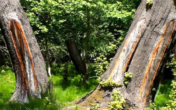 Ağaca yara açıp elde ediliyor! Bu yağın faydaları saymakla bitmiyor - Resim: 1