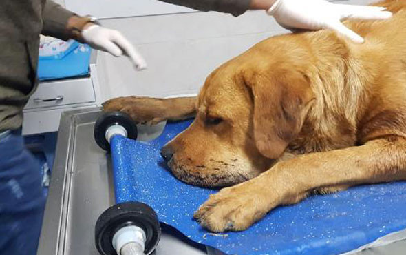 Tüfekle sokak köpeğini vurdu! - Resim: 1