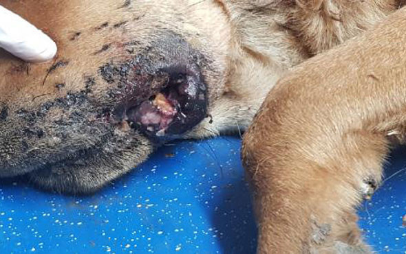 Tüfekle sokak köpeğini vurdu! - Resim: 3