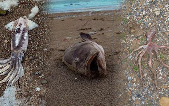 Antalya’da hortum sonrası yürek burkan görüntüler! - Resim: 1