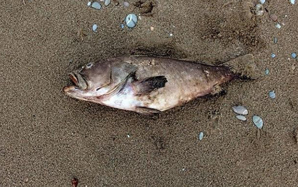 Antalya’da hortum sonrası yürek burkan görüntüler! - Resim: 2