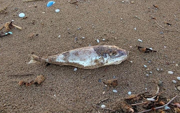 Antalya’da hortum sonrası yürek burkan görüntüler! - Resim: 3