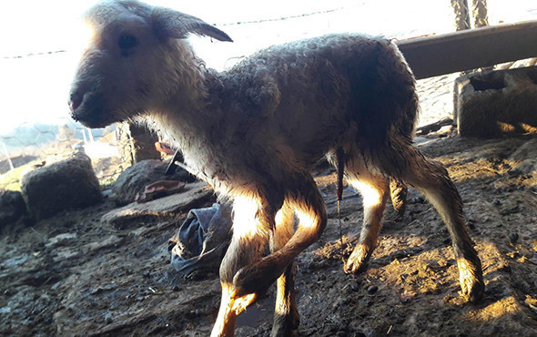 Görenleri şaşkına çevirdi! 'Daha önce hiç rastlamadım' - Resim: 1