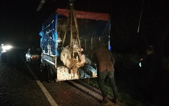 300 kiloluk inek kamyonetten kara yoluna savruldu! - Resim: 1