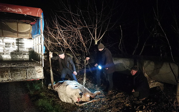 300 kiloluk inek kamyonetten kara yoluna savruldu! - Resim: 2