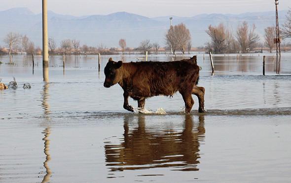 Aydın’da 100 bin dönüm tarım arazisi sular altında! - Resim: 4