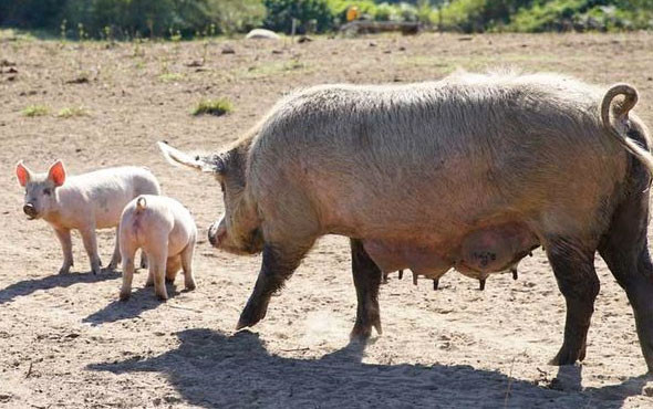 Rusya'da vahşet! 56 yaşındaki kadın beslediği domuzlara yem oldu - Resim: 3