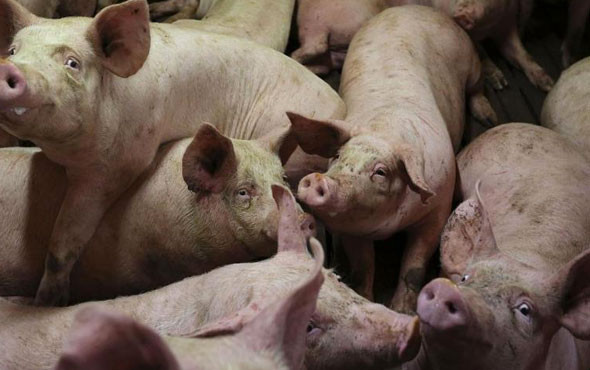 Rusya'da vahşet! 56 yaşındaki kadın beslediği domuzlara yem oldu - Resim: 4