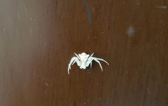 İnsan yüzlü örümcek hayrete düşürdü sahibi et ile besliyor - Resim: 4