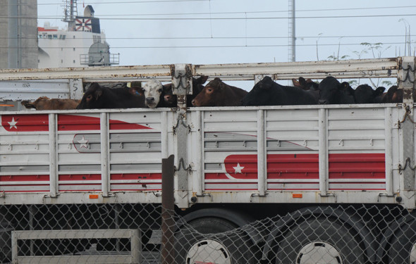 Gemide bekletilen 5 bin angusa tahliye  - Resim: 3