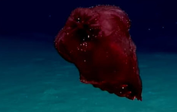 İlk kez görüntülendi... Başsız Tavuk - Resim: 1