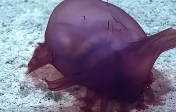 İlk kez görüntülendi... Başsız Tavuk - Resim: 2