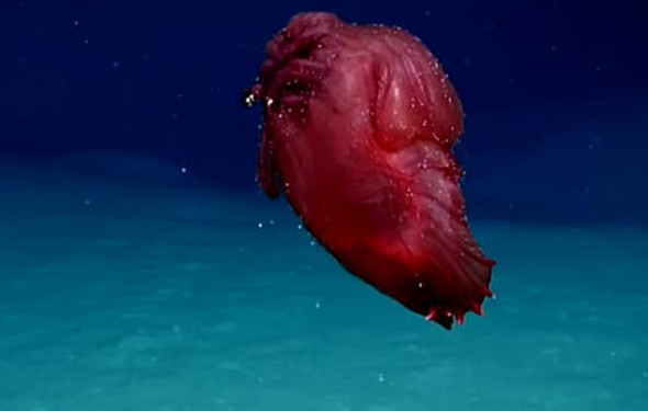 İlk kez görüntülendi... Başsız Tavuk - Resim: 3