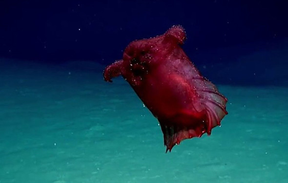 İlk kez görüntülendi... Başsız Tavuk - Resim: 4