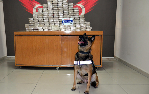 Ödüllü burun affetmiyor Değeri 8 milyon - Resim: 1