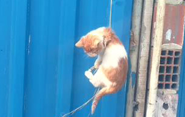 Rahat bırakın artık şu hayvanları! - Resim: 1