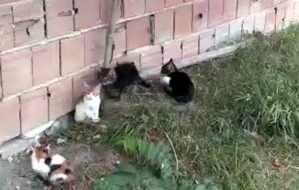 Rahat bırakın artık şu hayvanları! - Resim: 3