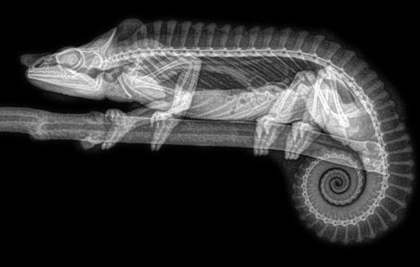 Sağlık kontrolleri için X-Ray'e girdiler - Resim: 1
