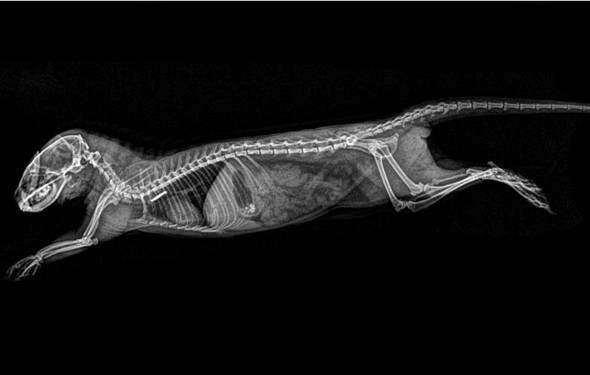 Sağlık kontrolleri için X-Ray'e girdiler - Resim: 2