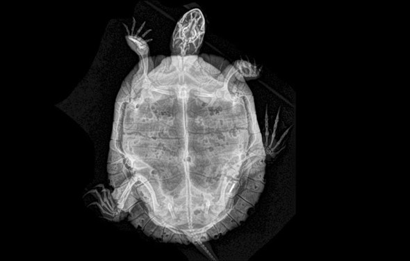 Sağlık kontrolleri için X-Ray'e girdiler - Resim: 4