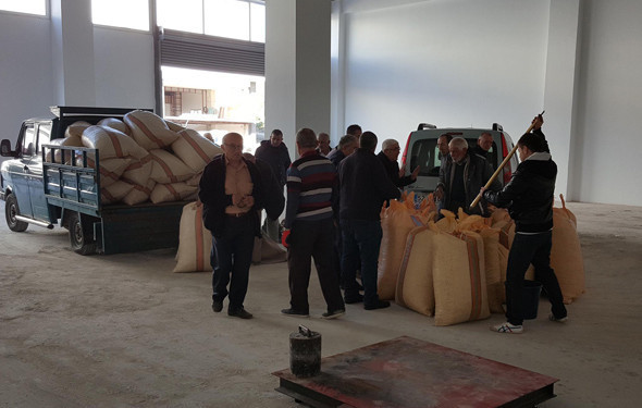 Fındıklar alınmaya başlandı ! 14 TL'den alınıyor - Resim: 1