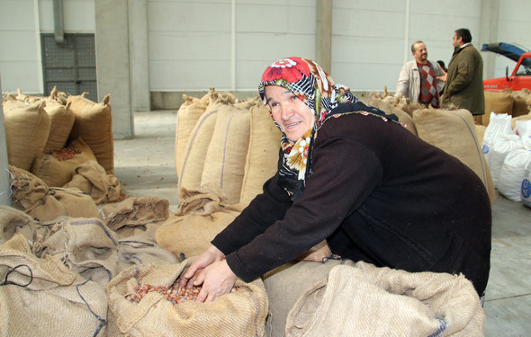 Fındıklar alınmaya başlandı ! 14 TL'den alınıyor - Resim: 2