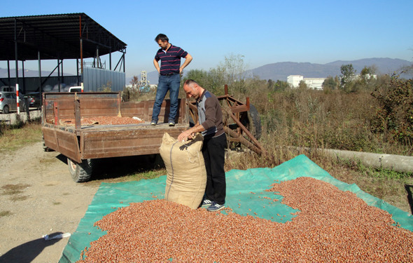 Fındıklar alınmaya başlandı ! 14 TL'den alınıyor - Resim: 3