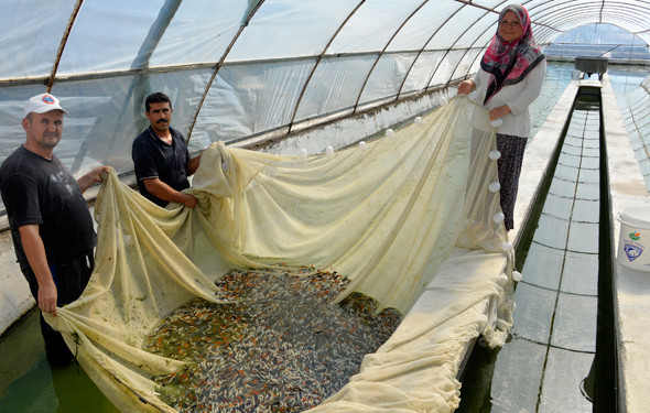 Kulağa garip geliyor ama serada balık yetiştiriyor - Resim: 1