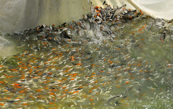 Kulağa garip geliyor ama serada balık yetiştiriyor - Resim: 2