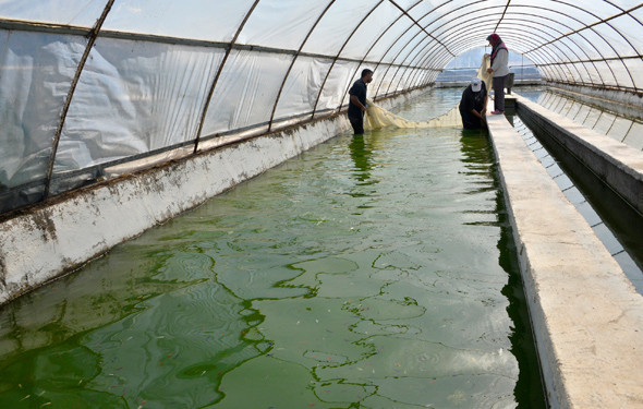 Kulağa garip geliyor ama serada balık yetiştiriyor - Resim: 3