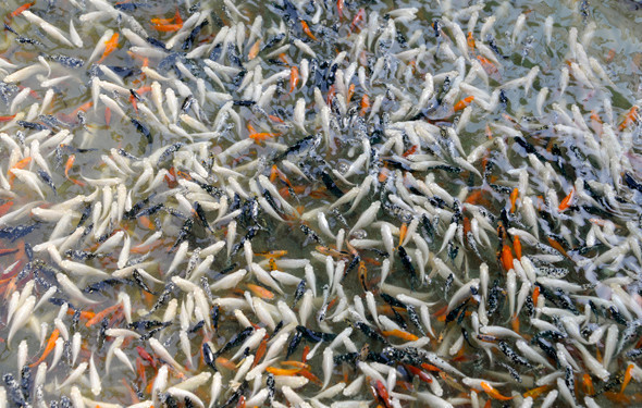 Kulağa garip geliyor ama serada balık yetiştiriyor - Resim: 4