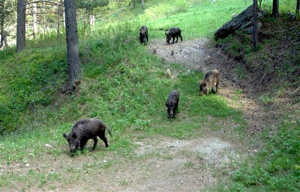 Türkiye'de görüntülendiler: Yaban hayattan muhteşem kareler! - Resim: 3