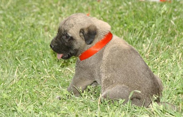 Sivas'a Kangal köpeği şoku! Toplantıda ortaya çıktı - Resim: 1