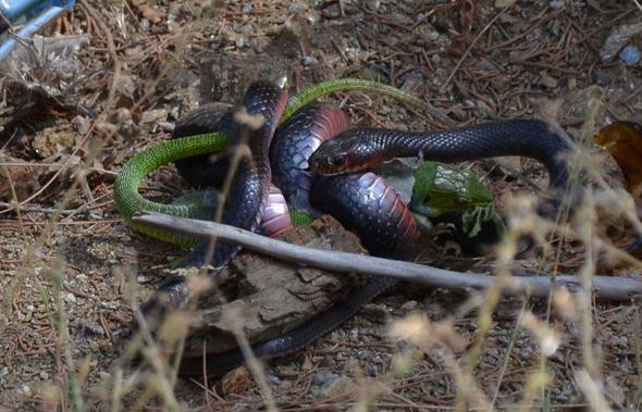 Bir anda üzerine atladı ama her şey için çok geçti - Resim: 2