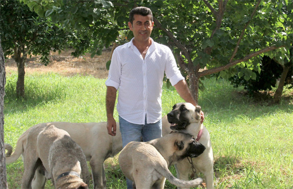 Bu kangal köpeğini bulana Antalya’da bir hafta tatil para ve...  - Resim: 2