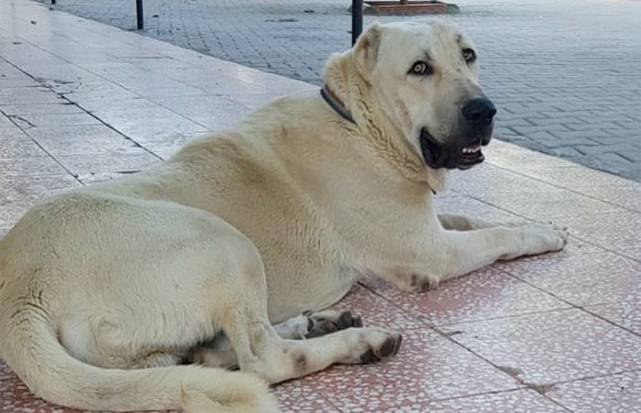 Bu kangal köpeğini bulana Antalya’da bir hafta tatil para ve...  - Resim: 3