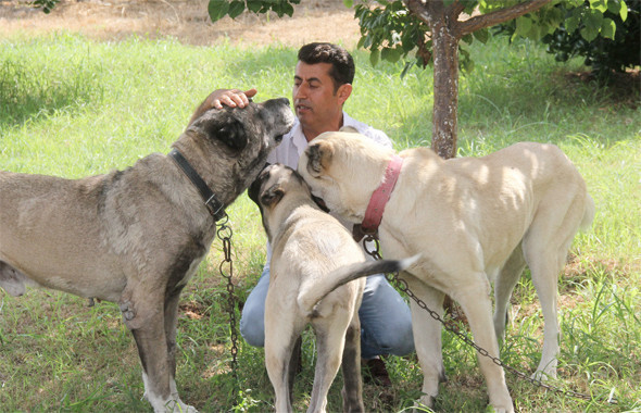 Bu kangal köpeğini bulana Antalya’da bir hafta tatil para ve...  - Resim: 4