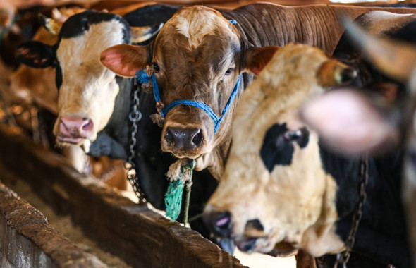 Kurbanlık dana koç fiyatları en ucuzu pazar mı A101-Migros- Carrefour mu? - Resim: 3