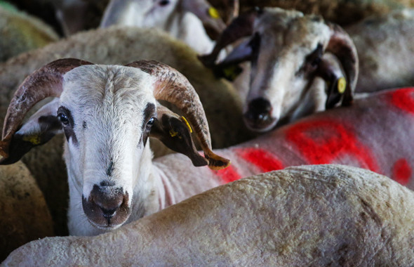 Kurbanlık dana koç fiyatları en ucuzu pazar mı A101-Migros- Carrefour mu? - Resim: 4