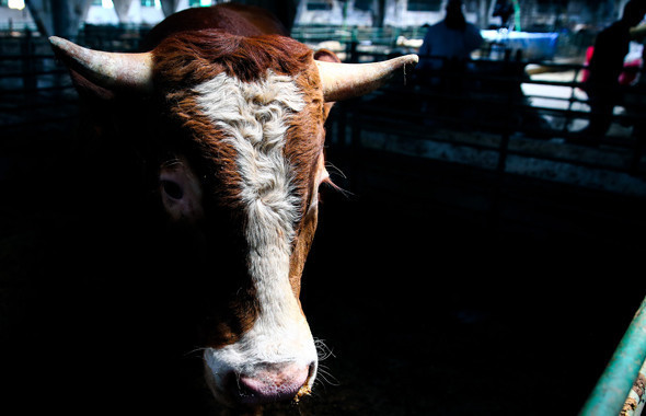 Kurbanlık bağışı 2018 fiyatları! En hesaplı kurbanlık dana ve koç nerede? - Resim: 2