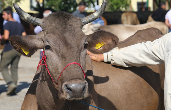 En hesaplı kurbanlık fiyatları 2018 - Carrefour - Migros - A101 kurbanlık dana hissesi - Resim: 1