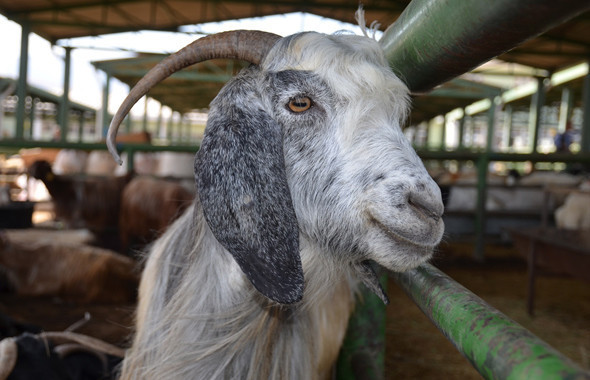 En hesaplı kurbanlık fiyatları 2018 - Carrefour - Migros - A101 kurbanlık dana hissesi - Resim: 2