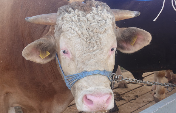 En hesaplı kurbanlık fiyatları 2018 - Carrefour - Migros - A101 kurbanlık dana hissesi - Resim: 3