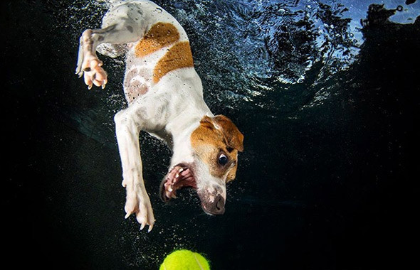 Onları sualtında sürpriz karşılıyor! - Resim: 1