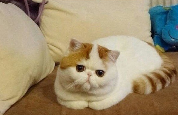 İnternetin yeni fenomeni sevimli kedi - Resim: 4