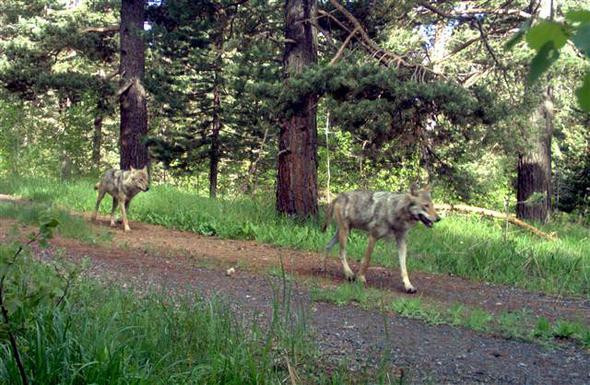 Türkiye'de görüntülendiler: Yaban hayattan muhteşem kareler! - Resim: 4