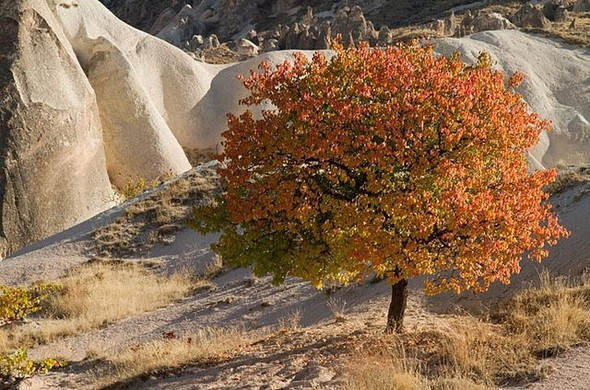 Jüriler belirledi...En iyi sonbahar fotoğrafları buradan çıkıyor - Resim: 4