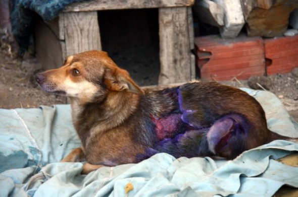 Köpeğin üzerine kızgın yağ döktüler - Resim: 4